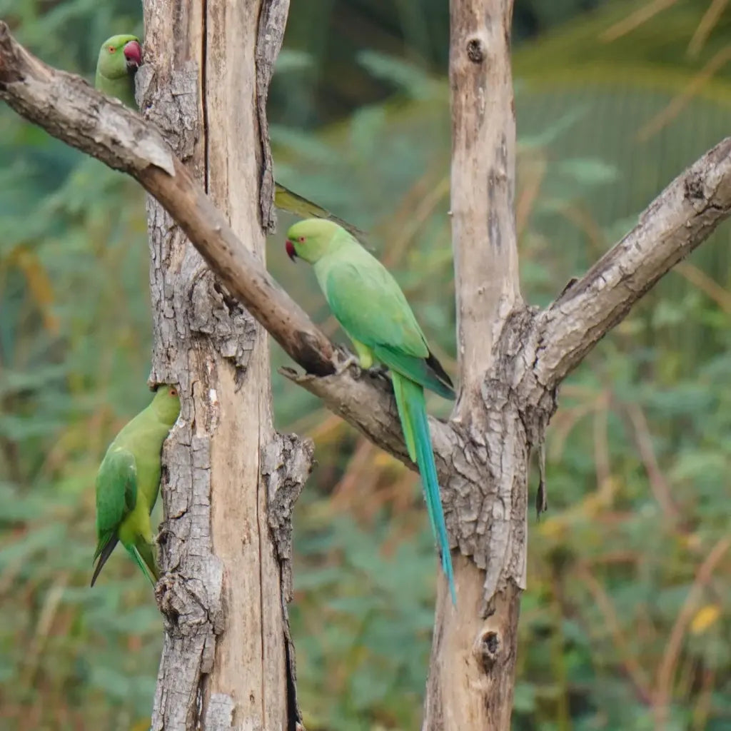 Versa Drives Private Limited Unit 1- Idikarai, eco-friendly infrastructure, natural habitat, biodiversity, Superfan
